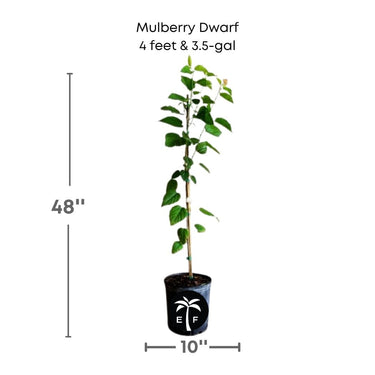 Mulberry Dwarf Everbearing Tree